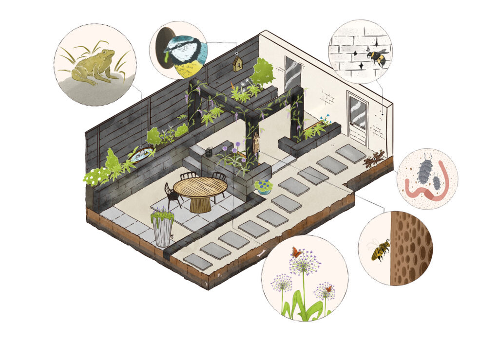 Isometrische educatieve illustratie over biodiversiteit in de stadstuin, ontworpen om ecologische verbanden visueel te duiden.